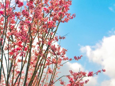 @小穗子，春日正盛！一起来看遂职“繁花”！