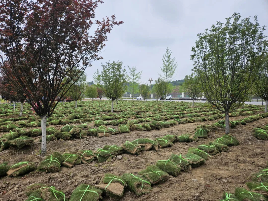 我为师生办实事丨遂宁职业学院开展绿化升级行动，打造生态育人新环境