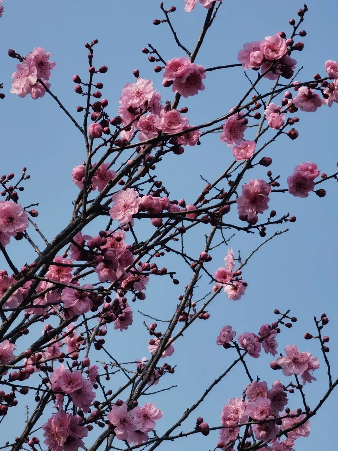 遂职·稻穗FM | 人生当如花般绚烂！